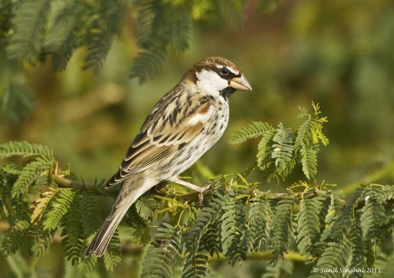 Spanish Sparrow