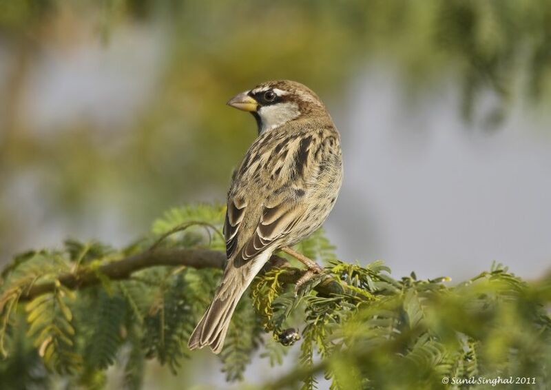 Moineau espagnol