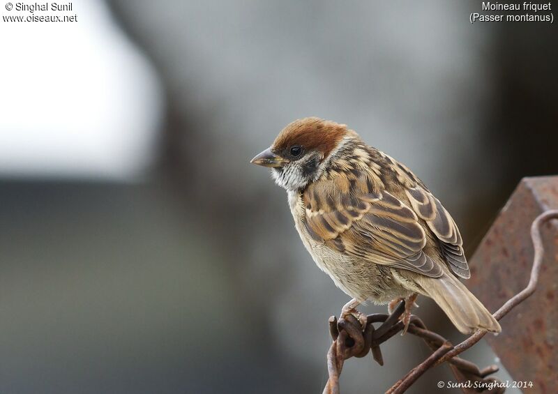 Moineau friquet mâle adulte, identification