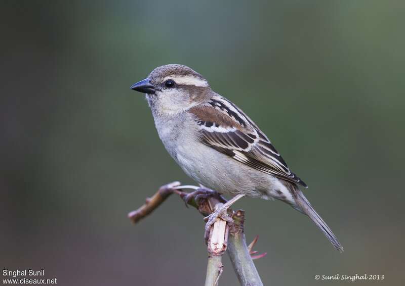 Moineau rutilant femelle adulte nuptial, identification