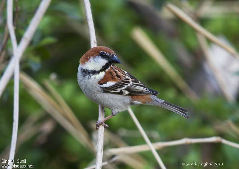 Russet Sparrow male adult breeding, pigmentation