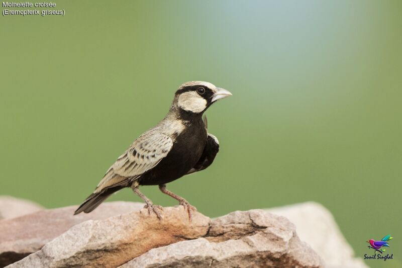 Ashy-crowned Sparrow-Lark male adult