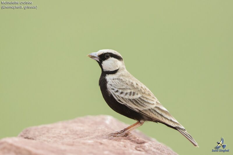 Ashy-crowned Sparrow-Lark