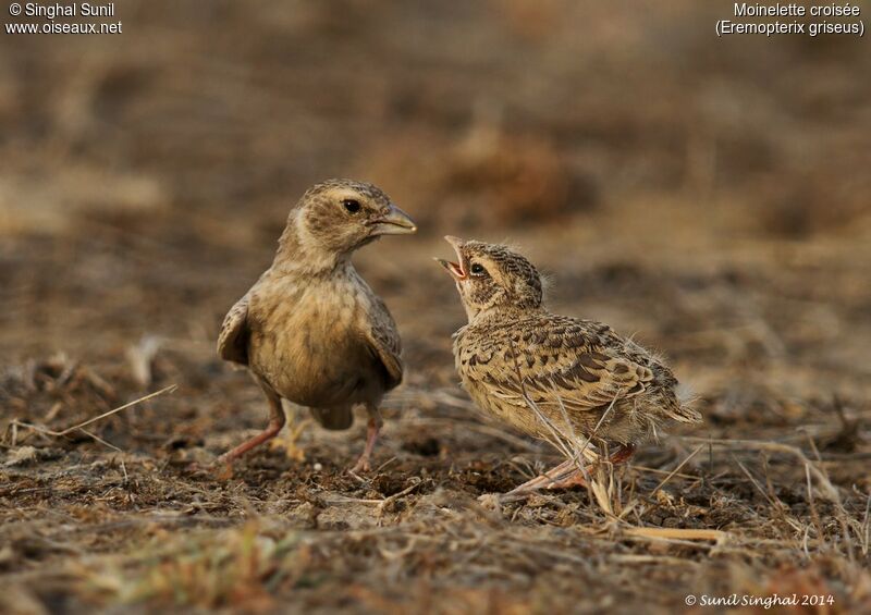 Ashy-crowned Sparrow-Lark female juvenile