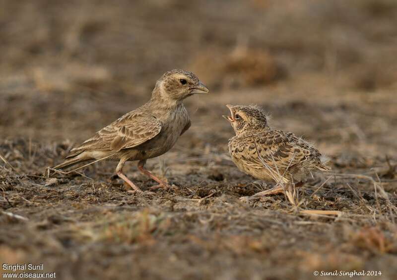 Ashy-crowned Sparrow-Lark, Reproduction-nesting