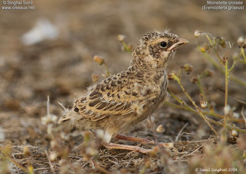 Ashy-crowned Sparrow-Larkjuvenile, identification