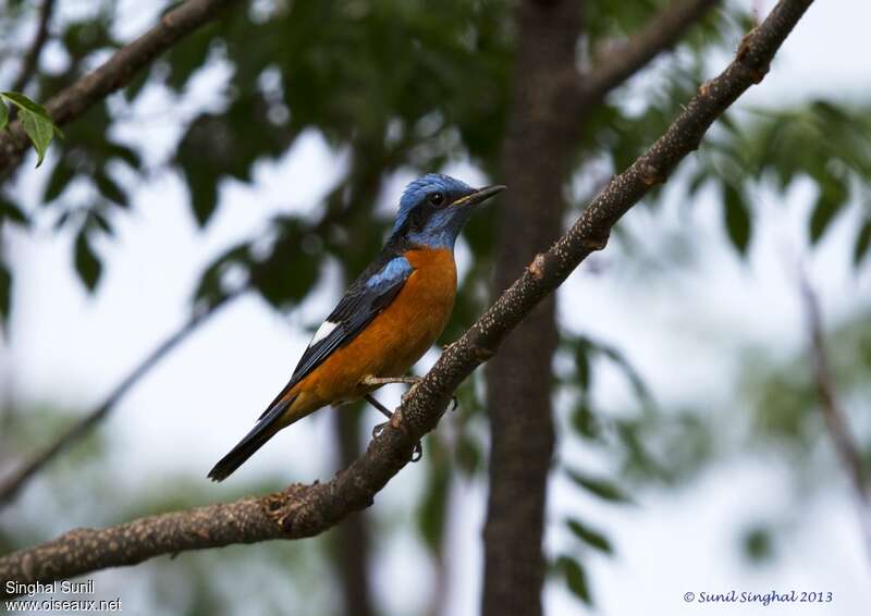 Blue-capped Rock Thrush