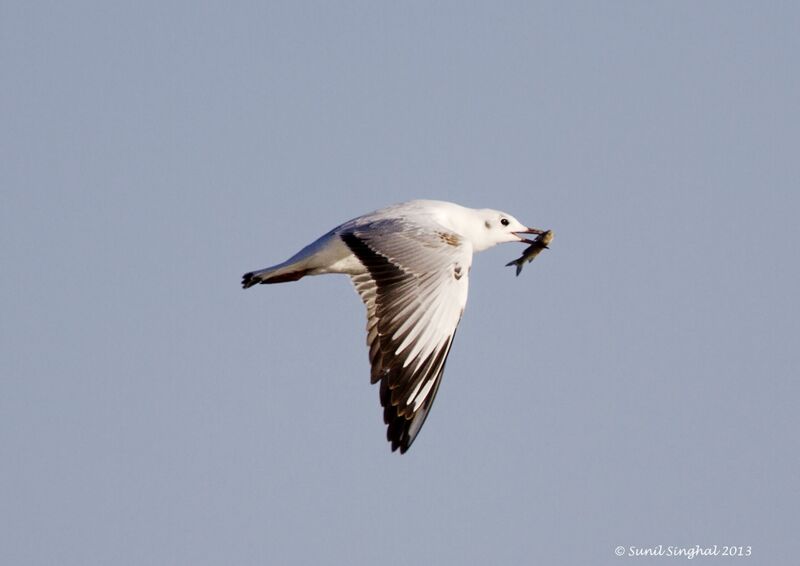 Black-headed Gull