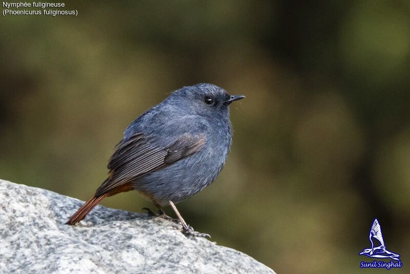 Plumbeous Water Redstart male adult, identification