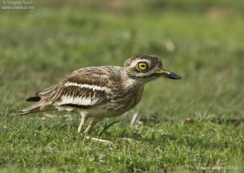 Eurasian Stone-curlewadult, Behaviour