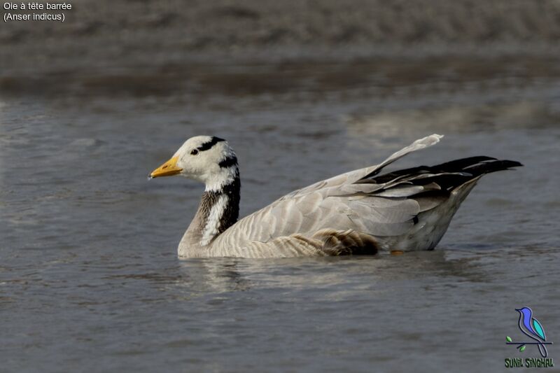 Bar-headed Goose