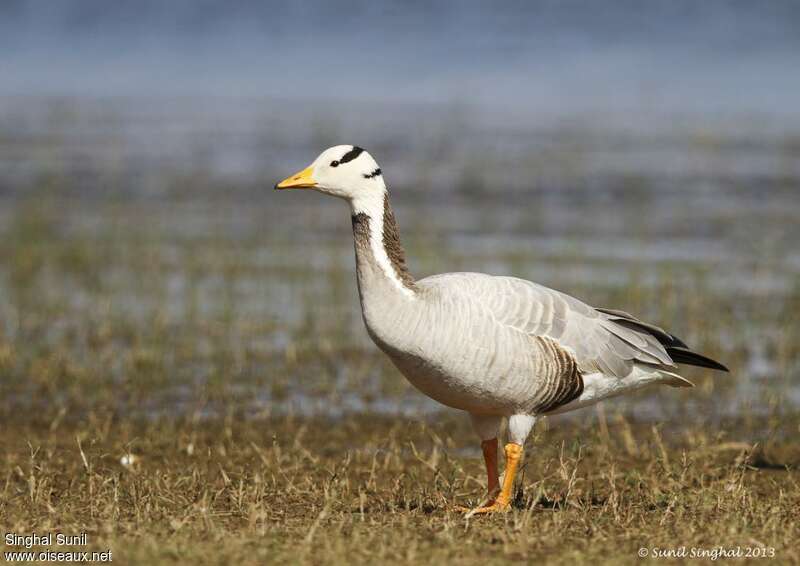 Bar-headed Gooseadult, identification