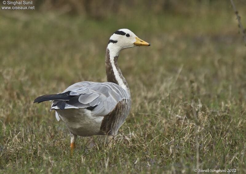 Bar-headed Gooseadult, identification