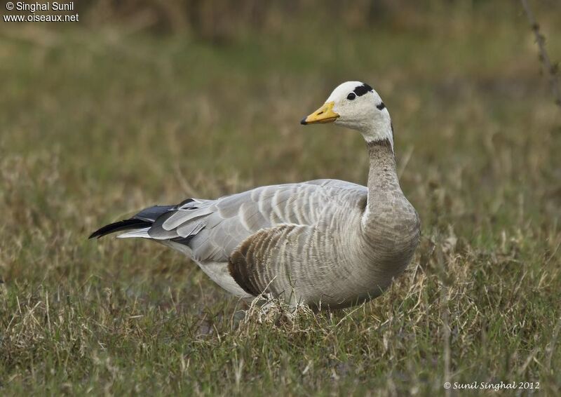 Bar-headed Gooseadult, identification