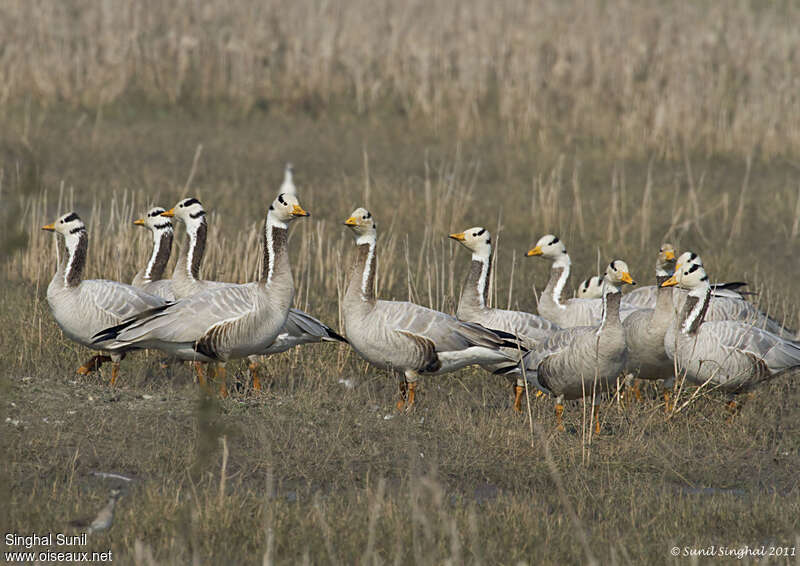 Oie à tête barréeadulte, habitat, pigmentation, Comportement