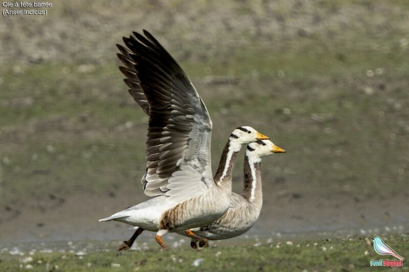 Bar-headed Goose, Flight