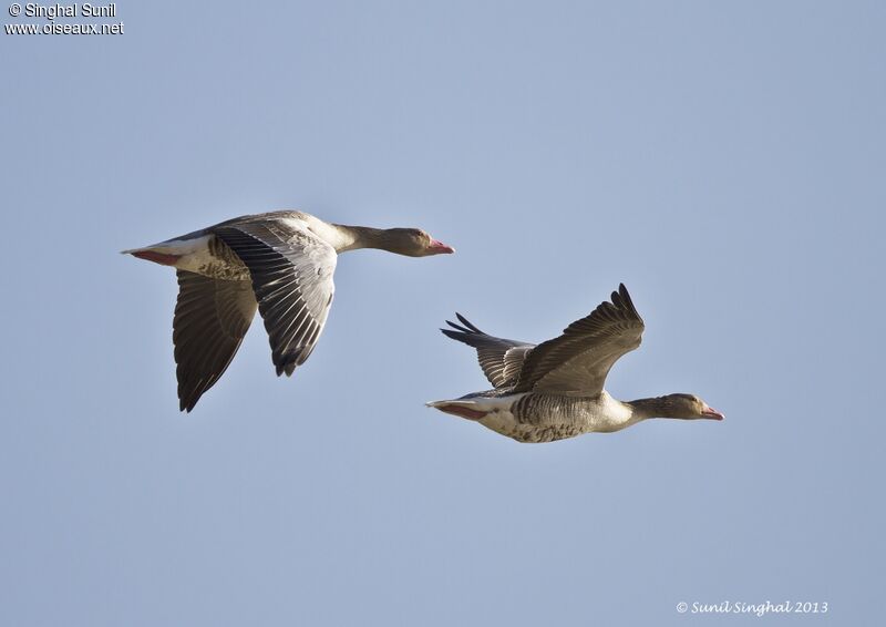 Greylag Gooseadult, Flight