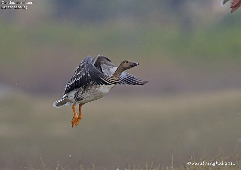 Taiga Bean Gooseadult, Flight