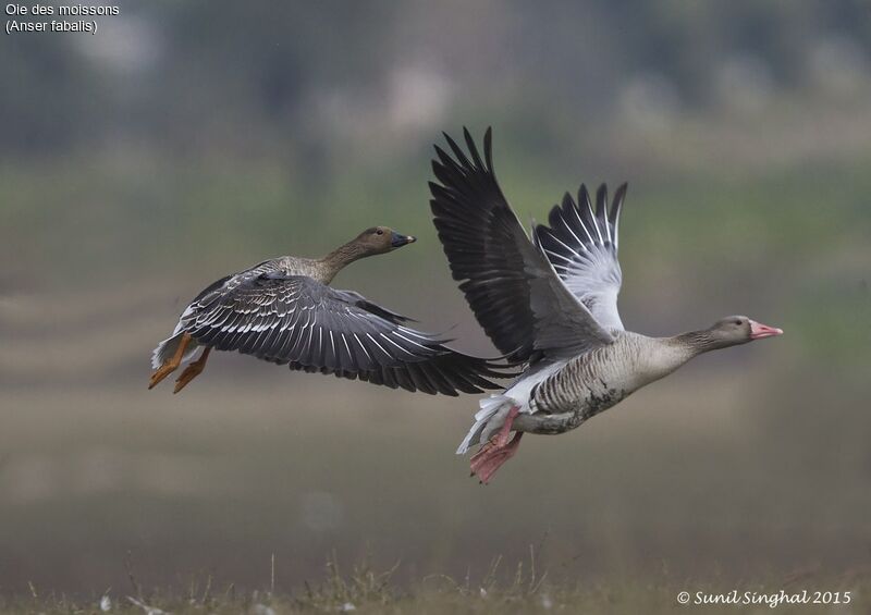 Taiga Bean Gooseadult, Flight