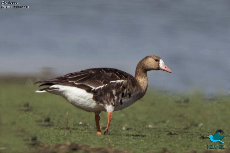 Greater White-fronted Goose, identification