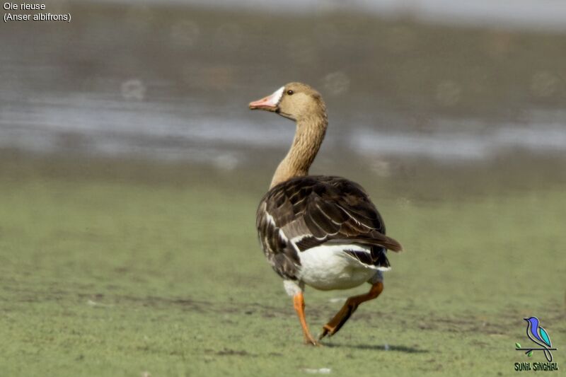 Greater White-fronted Goose, identification