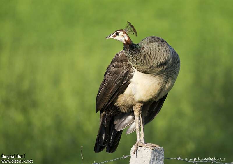 Indian Peafowl female adult, close-up portrait