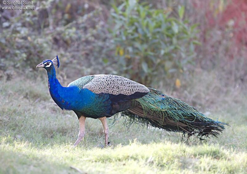 Indian Peafowl male adult, identification