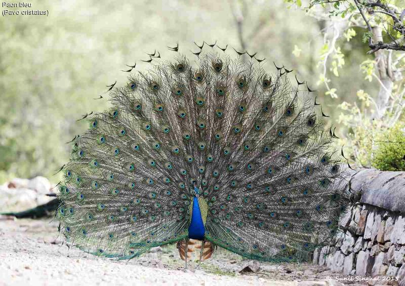 Indian Peafowl male adult, identification, Behaviour