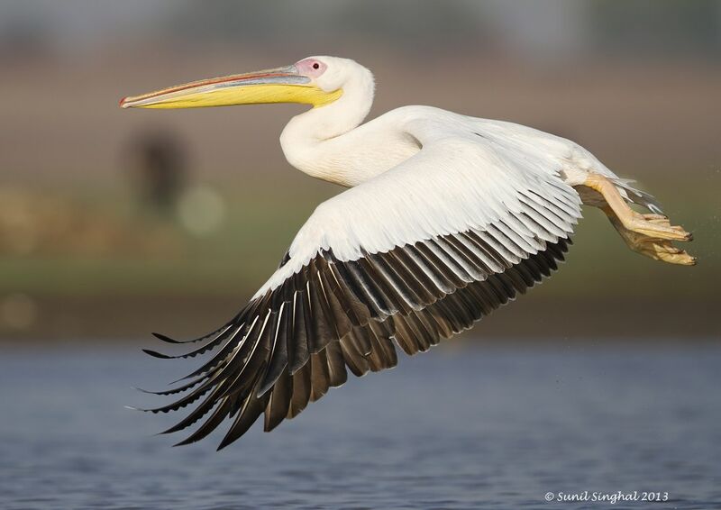 Great White Pelicanadult, Flight