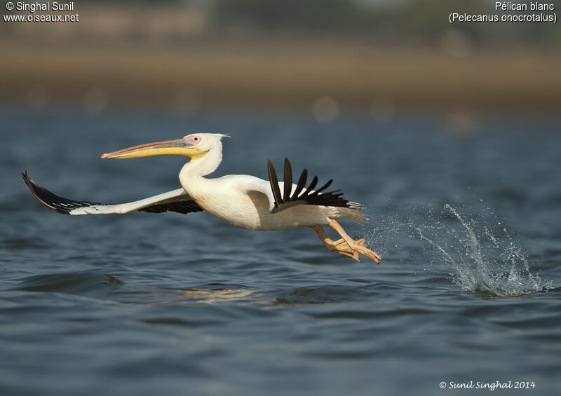 Great White Pelicanadult, Flight