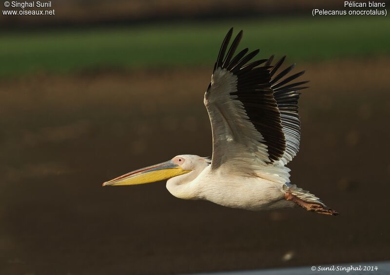 Great White Pelicanadult, Flight