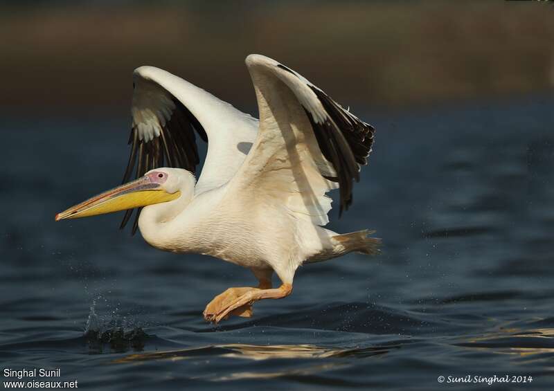 Great White Pelicanadult, Flight