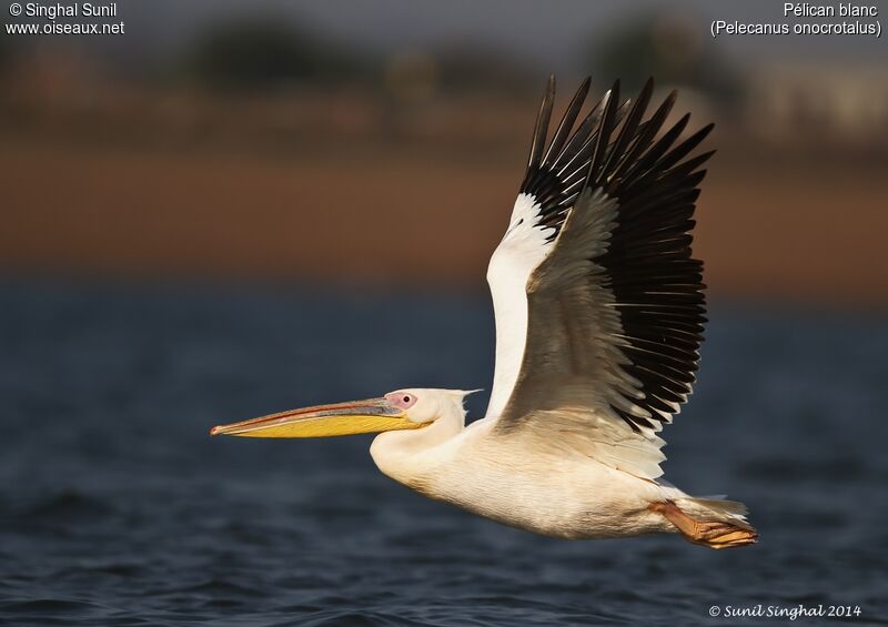 Great White Pelicanadult, Flight