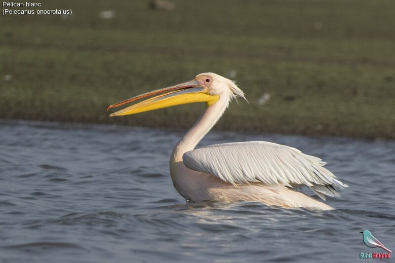 Great White Pelican