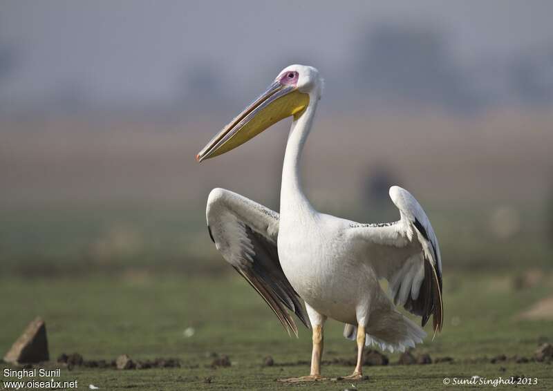 Great White Pelicanadult, identification