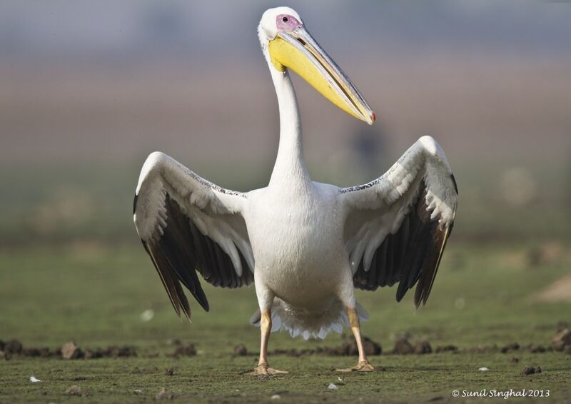 Great White Pelican