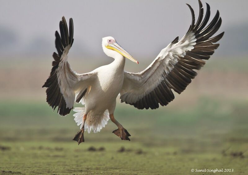 Great White Pelican