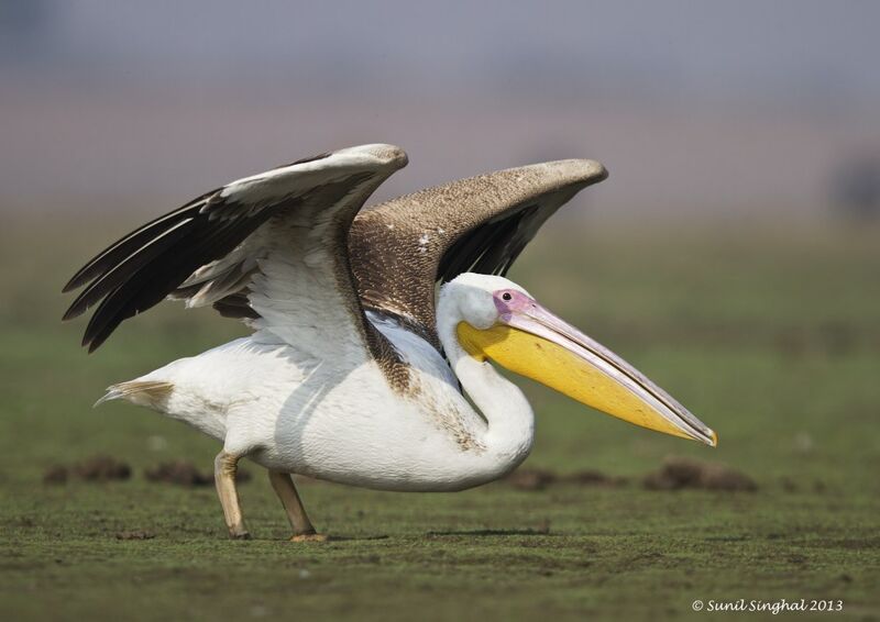 Great White Pelican