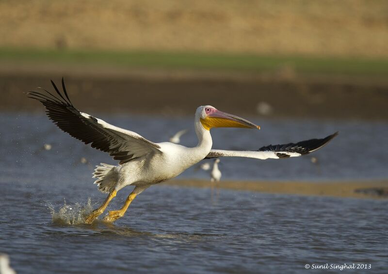 Great White Pelican