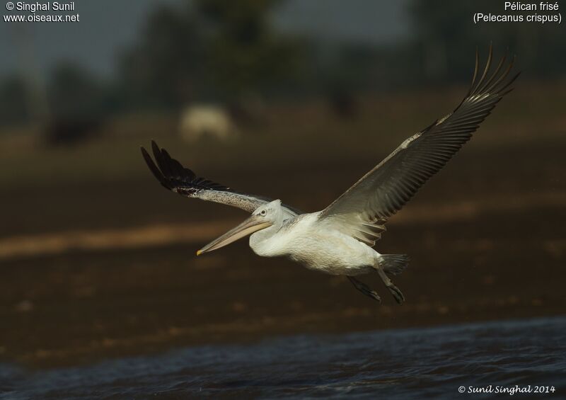 Dalmatian Pelicanimmature, Flight