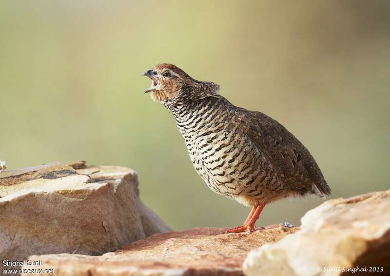 Rock Bush Quail male adult, song, Behaviour