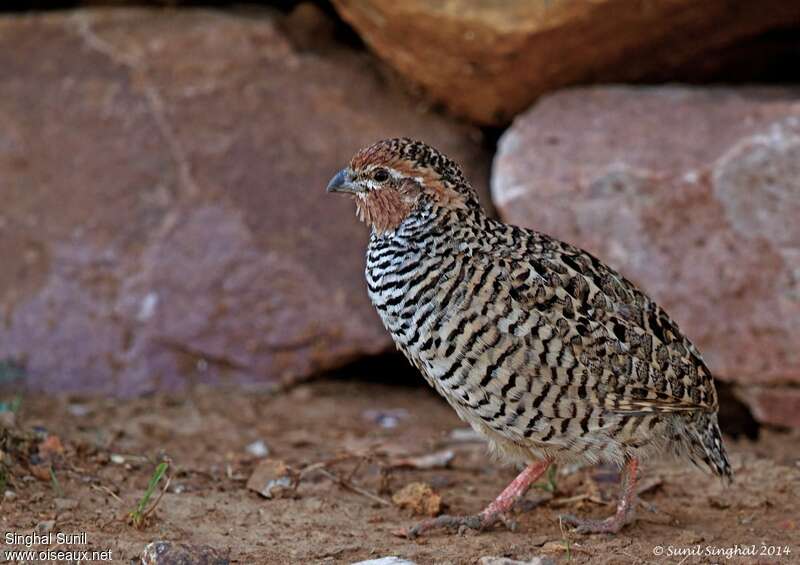 Rock Bush Quail male adult