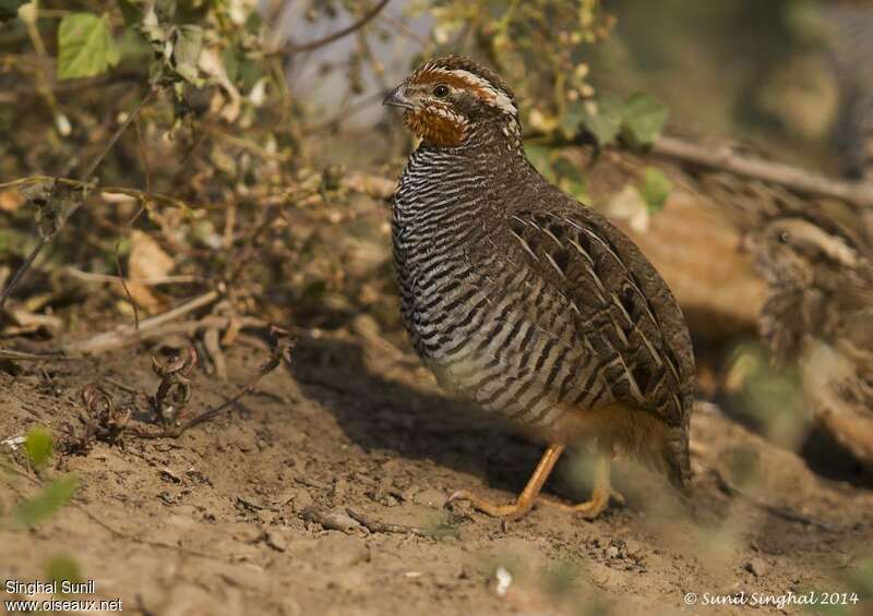 Jungle Bush Quail male adult, identification