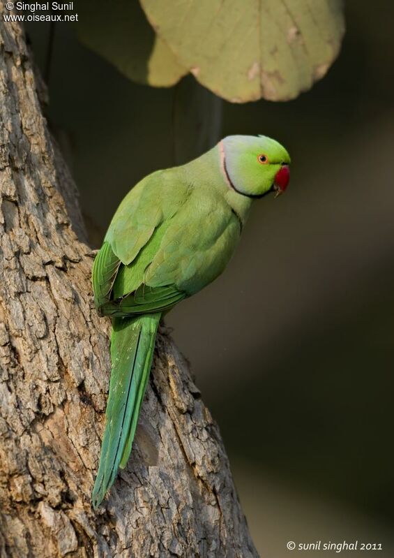 Perruche à collier mâle adulte, identification