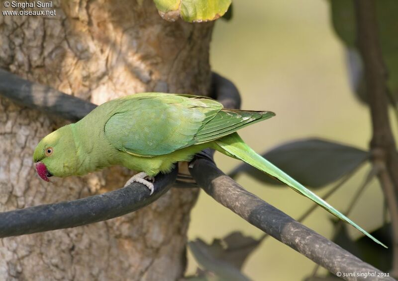 Perruche à collier femelle adulte, identification