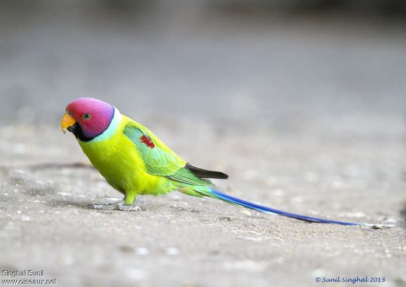 Plum-headed Parakeet male adult, aspect, pigmentation