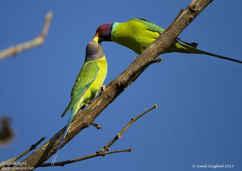 Plum-headed Parakeetadult, Reproduction-nesting