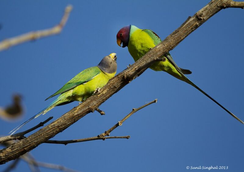 Plum-headed Parakeet