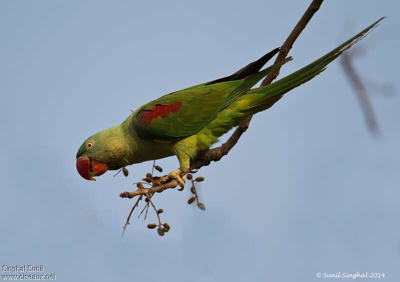 Alexandrine Parakeet female adult, pigmentation, eats