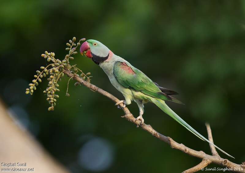 Alexandrine Parakeet male adult, identification, pigmentation, eats